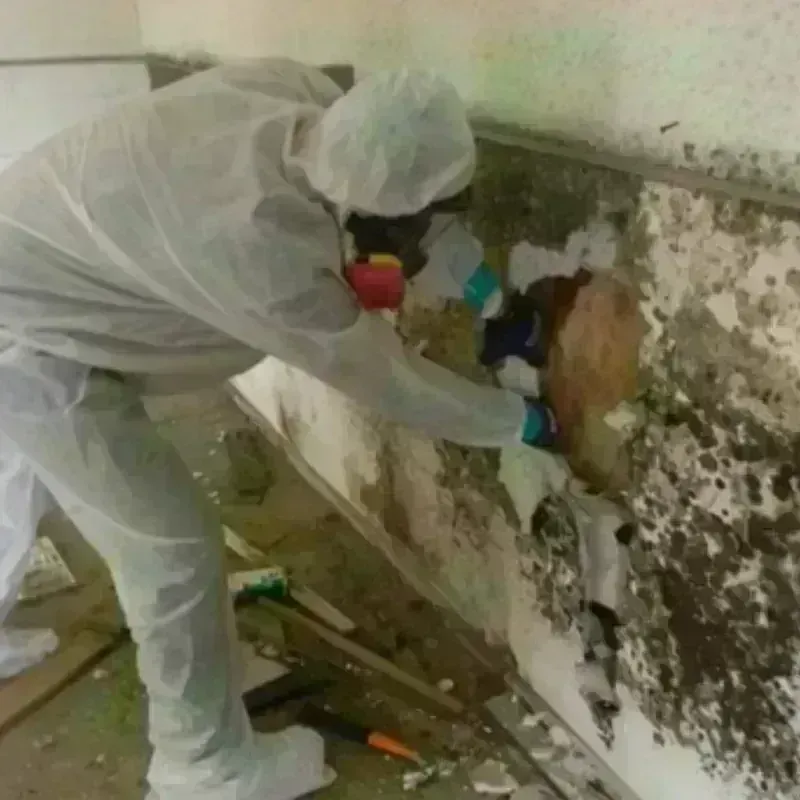 Mold Remediation and Removal in Halifax, MA